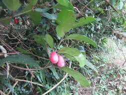 Image of Allocassine laurifolia (Harv.) N. Robson