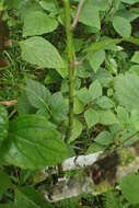 Image of Thunbergia dregeana Nees