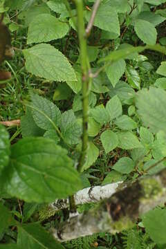 Image of Thunbergia dregeana Nees