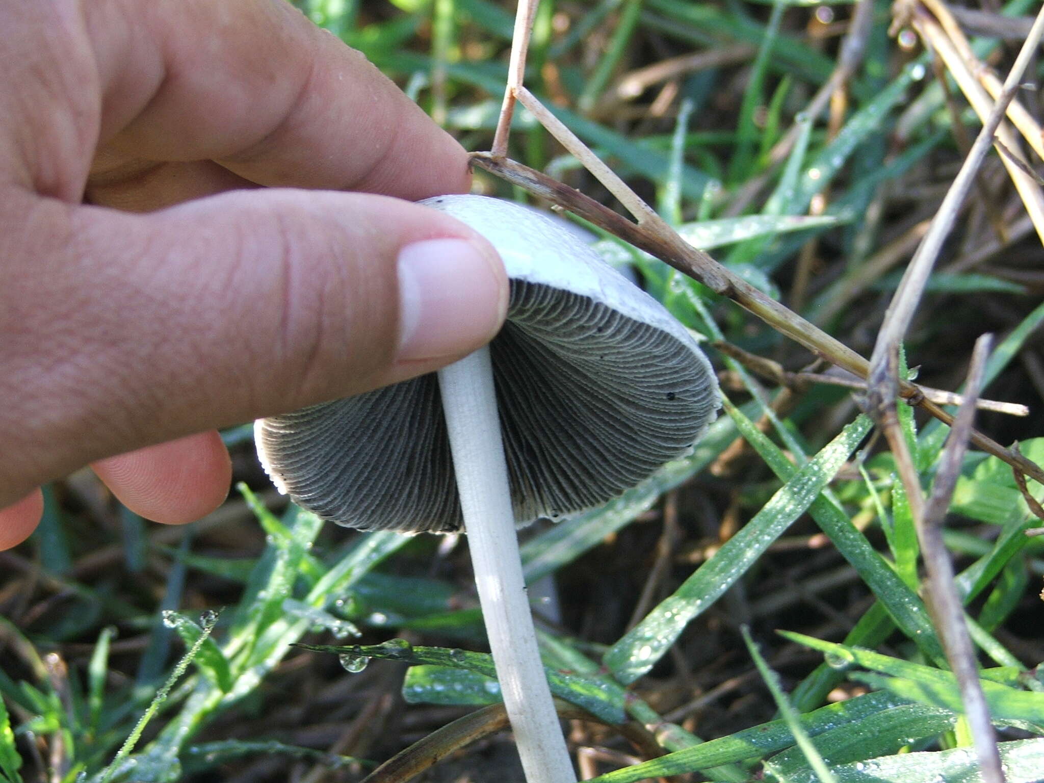 Image of Panaeolus antillarum (Fr.) Dennis 1961