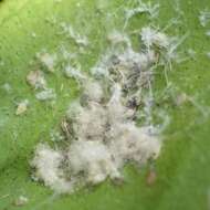 Image of Whitefly