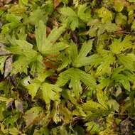 Image of Canadian anemone