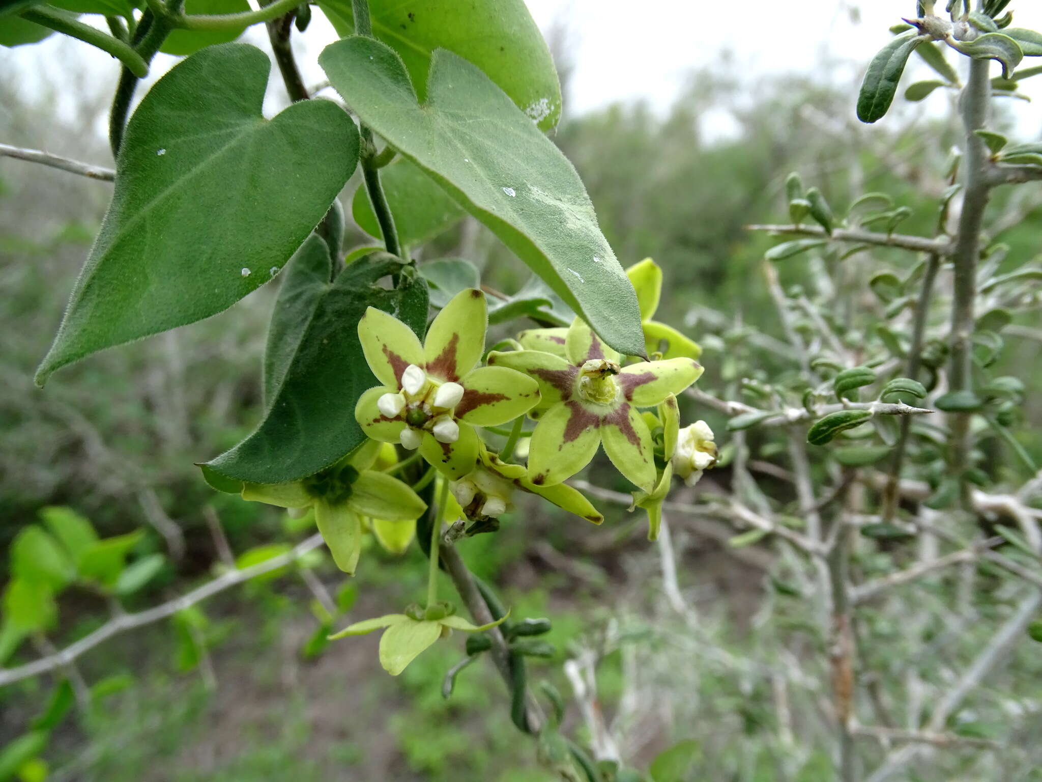 Image of Funastrum lindenianum (Decne.) Schltr.