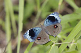 Image of Junonia artaxia Hewitson 1864