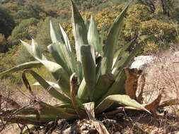 Image of Agave aurea var. promontorii (Trel.) R. H. Webb & G. D. Starr