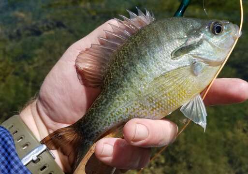 Image of Redbreast Sunfish