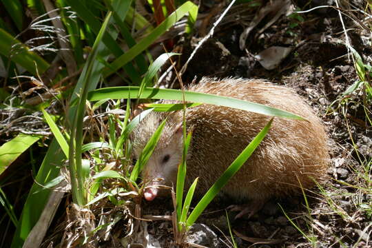 Image of Tenrec Lacépède 1799