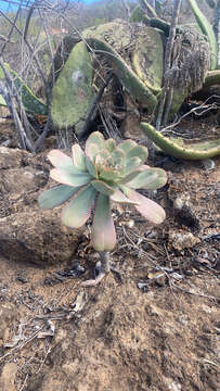 Image of Aeonium urbicum (Chr. Sm. ex Hornem.) Webb & Berth.