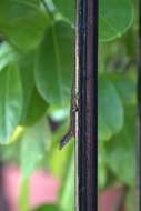 Image of Barbados anole