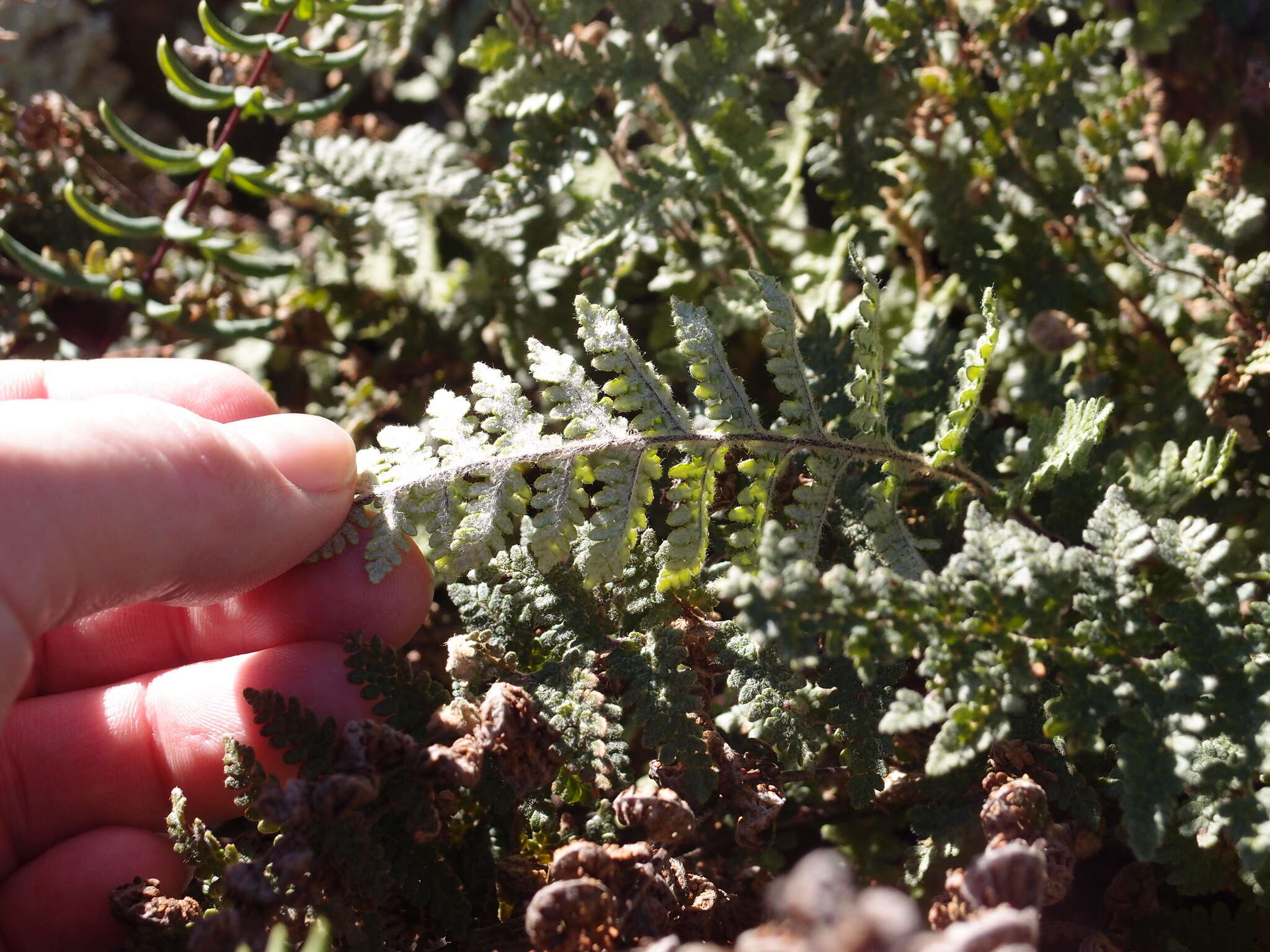 Image of Woolly lipfern