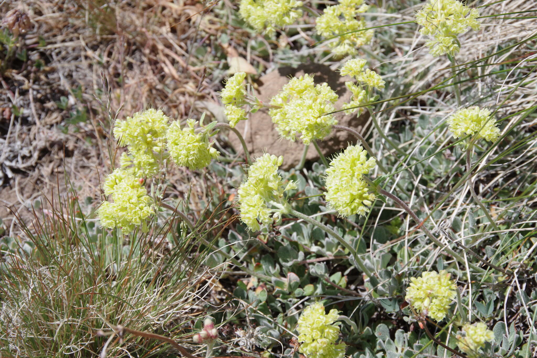 Image of sulphur-flower buckwheat