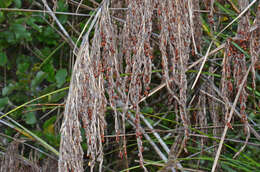 Imagem de Gahnia setifolia (A. Rich.) Hook. fil.