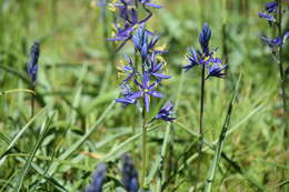 Imagem de Camassia quamash subsp. breviflora Gould