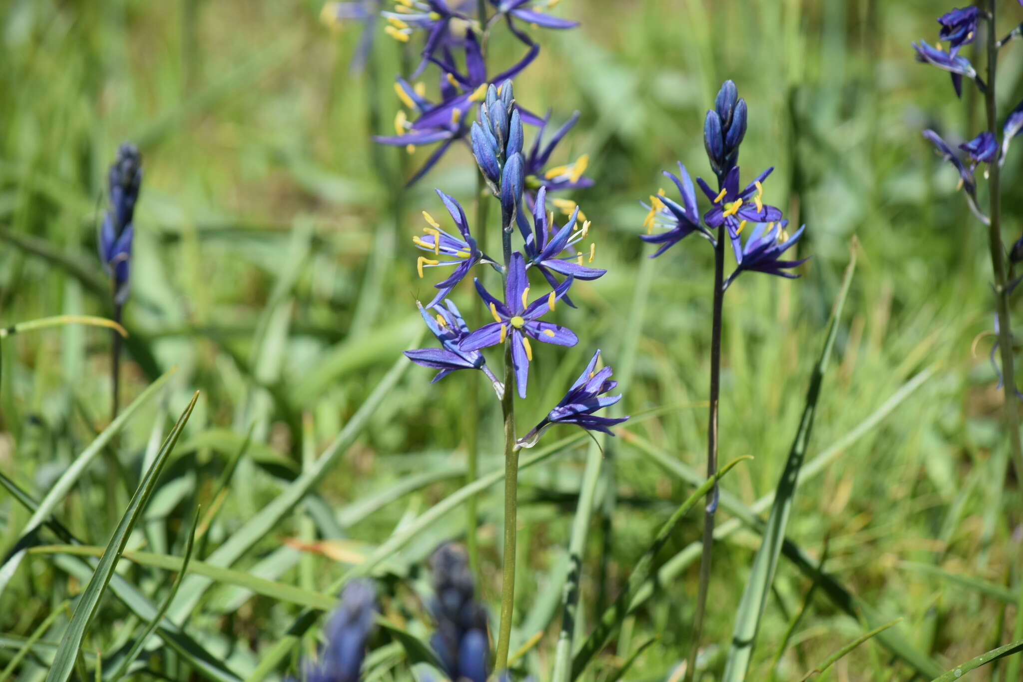 Imagem de Camassia quamash subsp. breviflora Gould