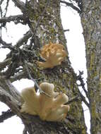 Image of cork elm