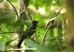 Image of Blue-black Grosbeak