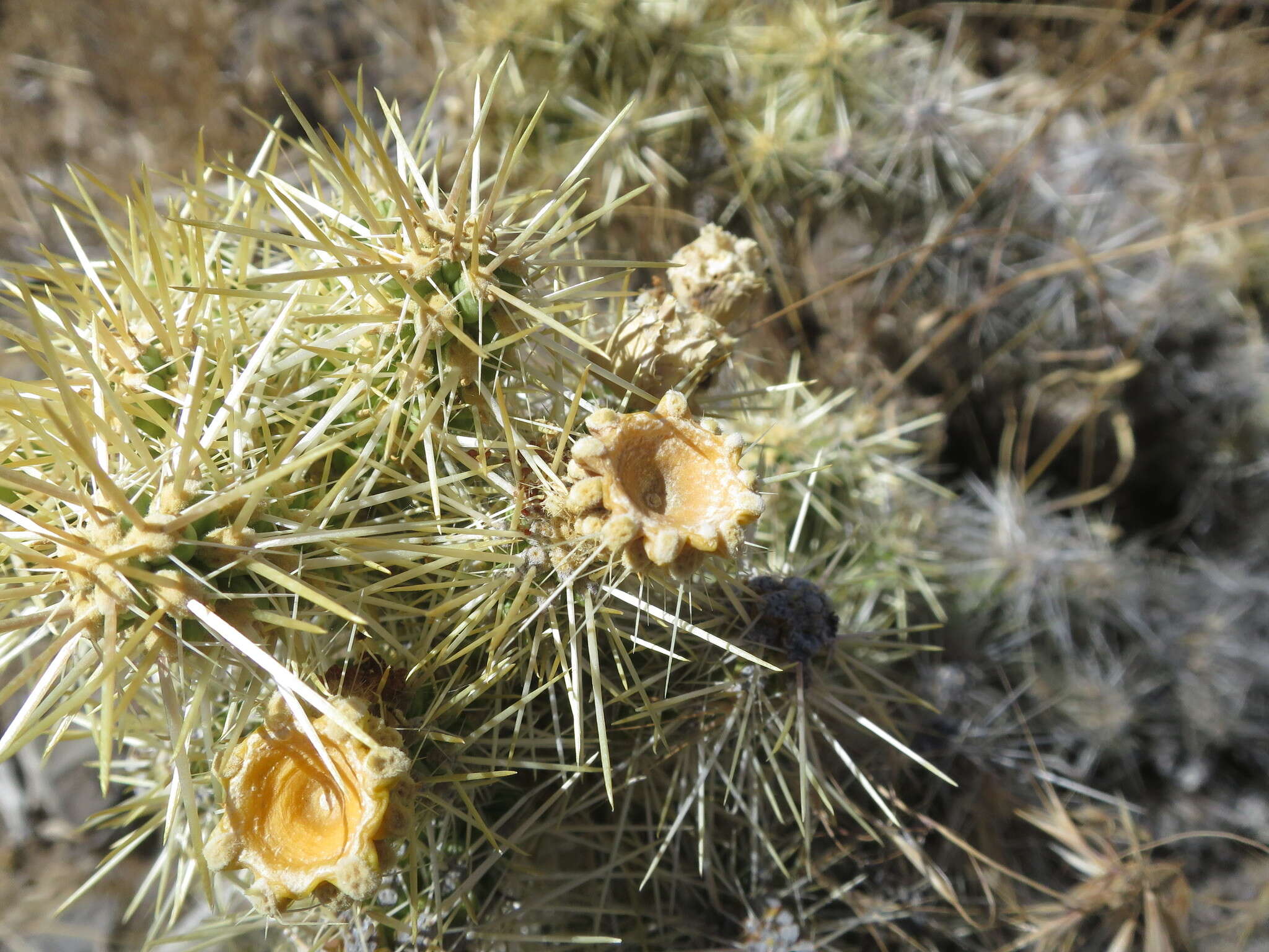 Слика од Cylindropuntia multigeniculata (Clokey) Backeb.