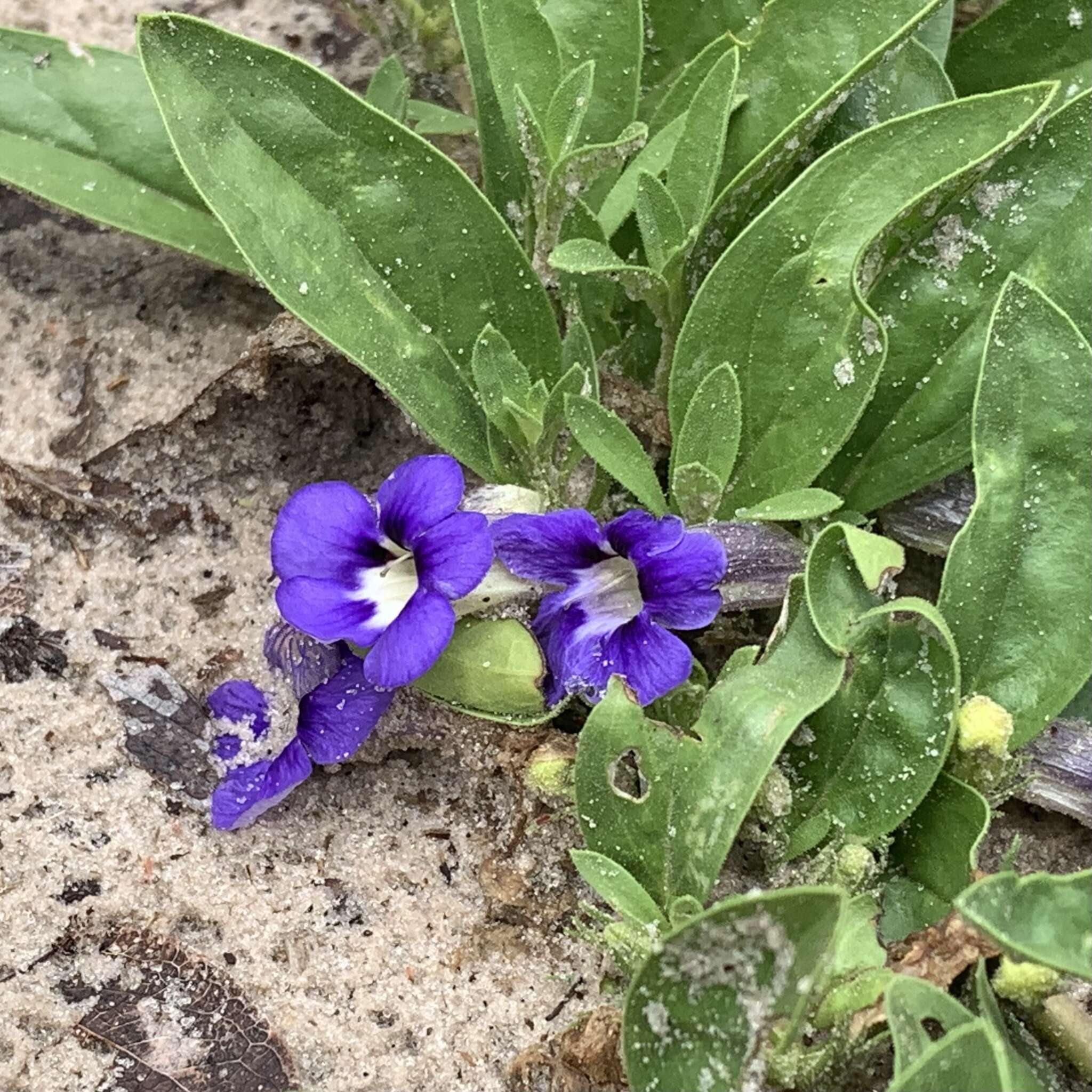 Aptosimum decumbens Schinz resmi