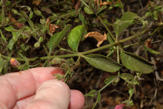 Image of Ruellia floribunda Hook.