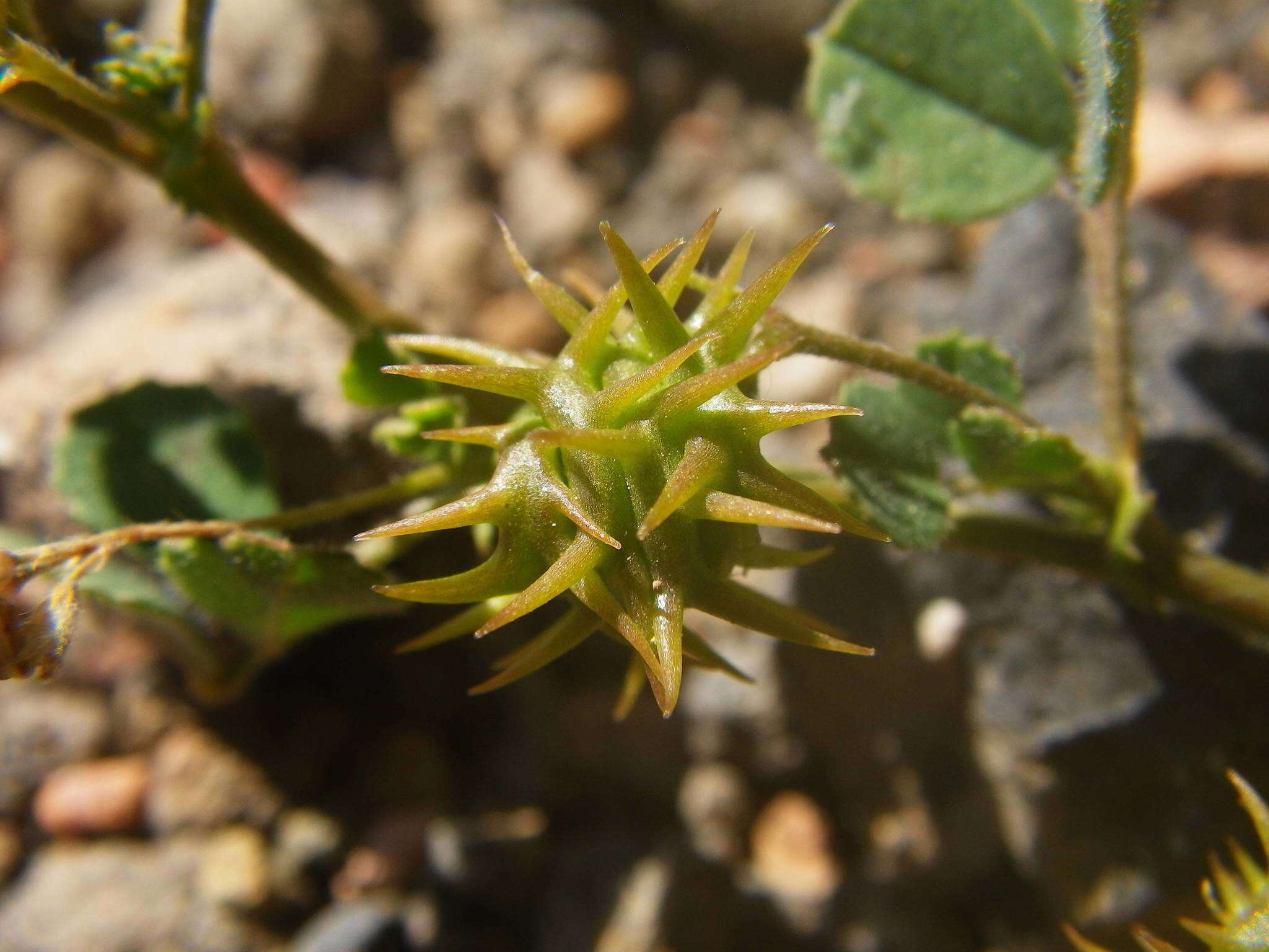 Image of water medick