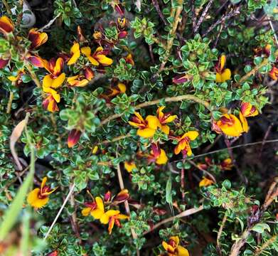 Sivun Pultenaea densifolia F. Muell. kuva