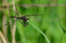 Image of ruby whiteface