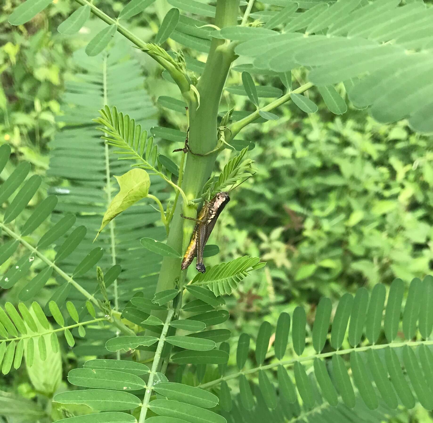 Image of Olive-green Swamp Grasshopper