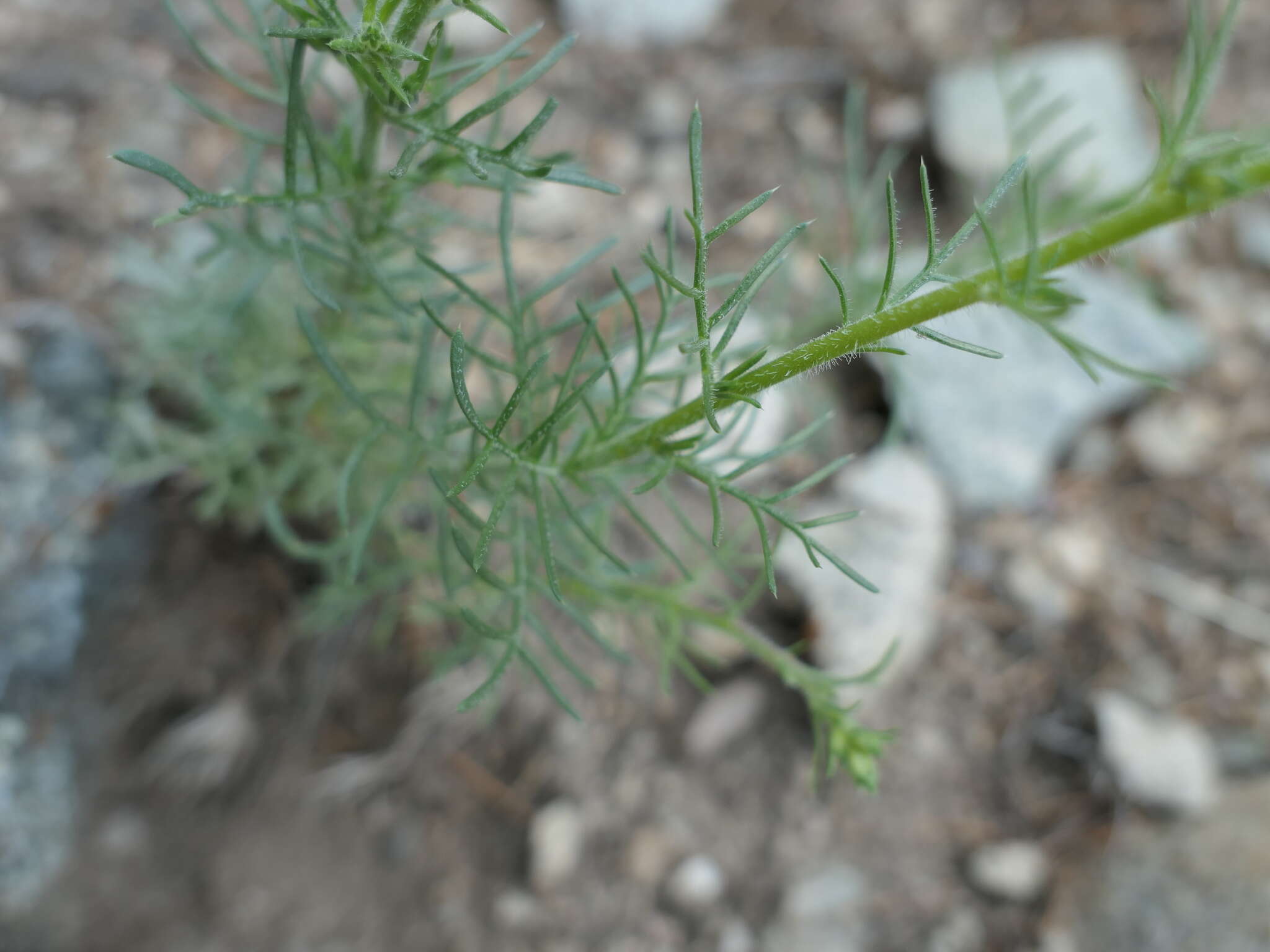 Ipomopsis aggregata subsp. aggregata resmi