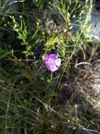 Image of Navasota false foxglove