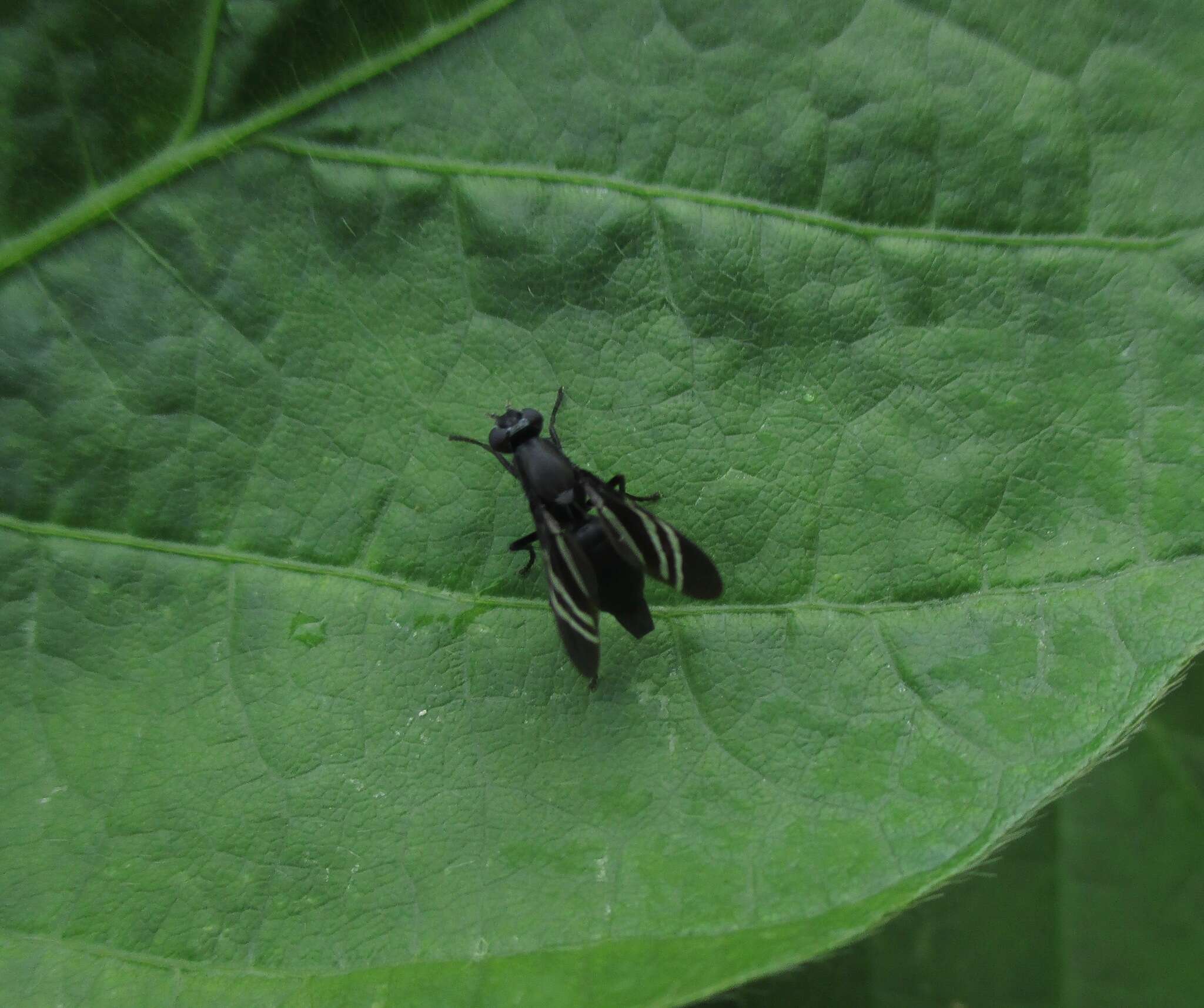 Image of Black Onion Fly