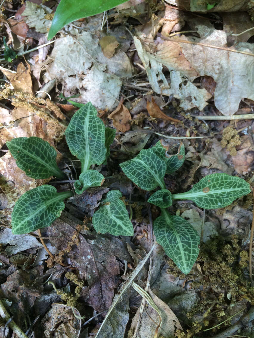 Image de Goodyera pubescens (Willd.) R. Br.