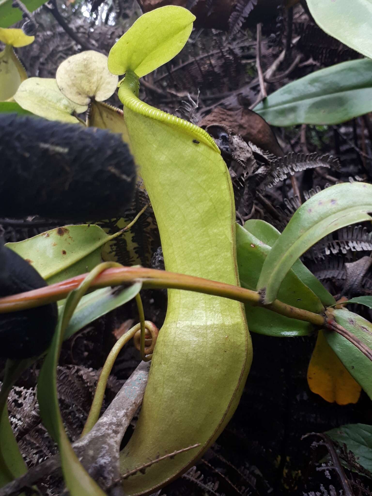 Image of Nepenthes singalana Becc.