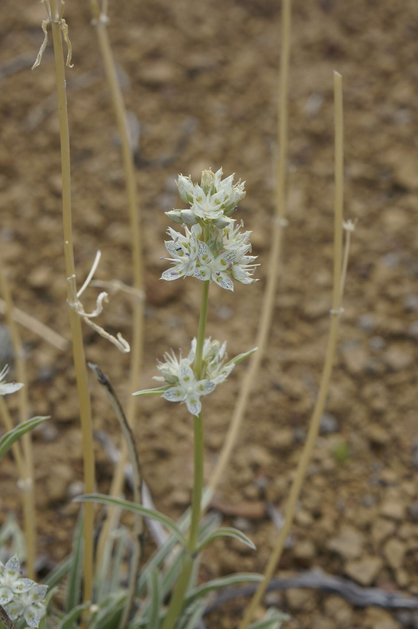 Image of pine green gentian