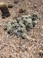 Слика од Cylindropuntia multigeniculata (Clokey) Backeb.