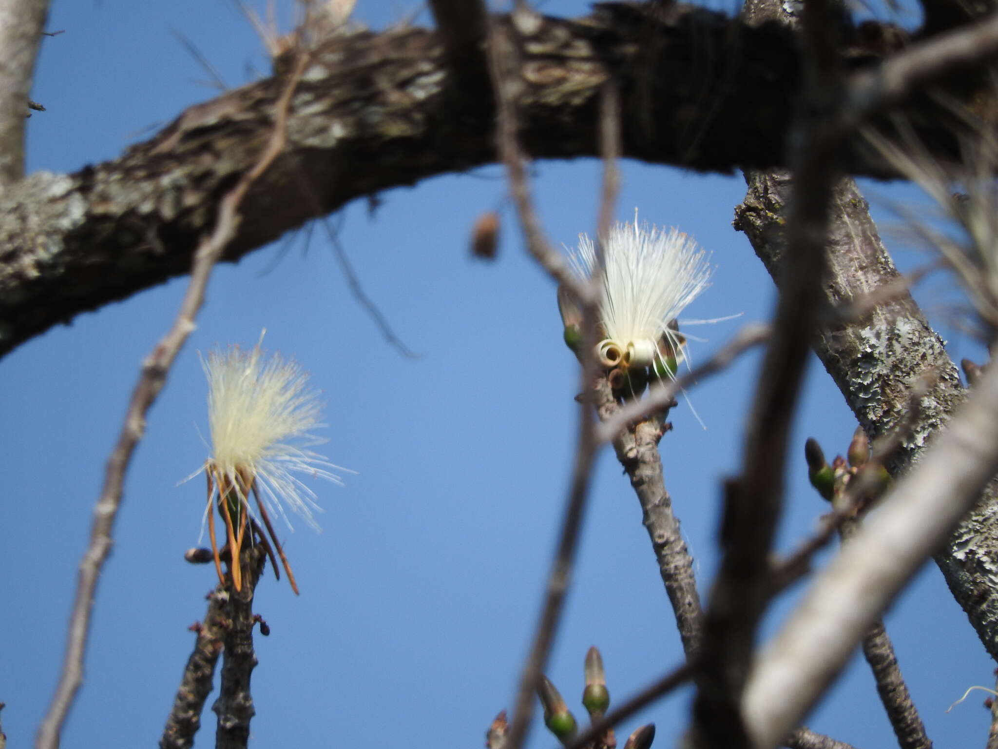 Imagem de Pseudobombax ellipticum (Kunth) Dugand