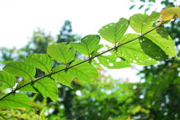 Imagem de Uncaria lanosa var. appendiculata (Benth.) Ridsdale