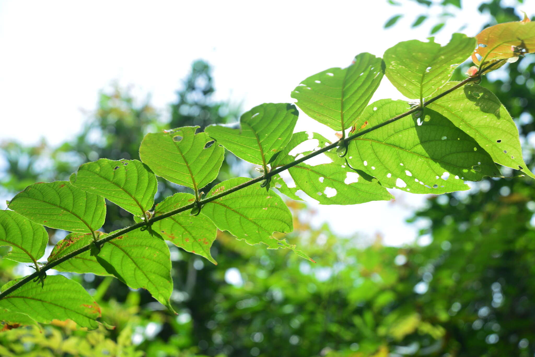 Image of Uncaria lanosa var. appendiculata (Benth.) Ridsdale