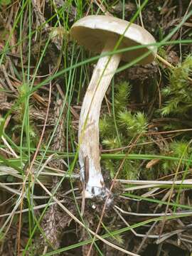 Image of veiled fairy cake