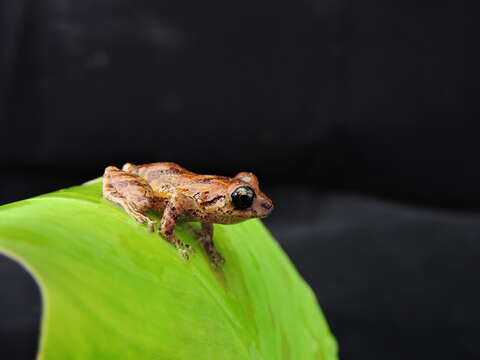 Image of Banded Robber Frog