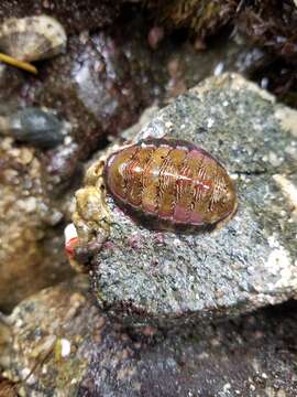 Image of Tonicella insignis (Reeve 1847)