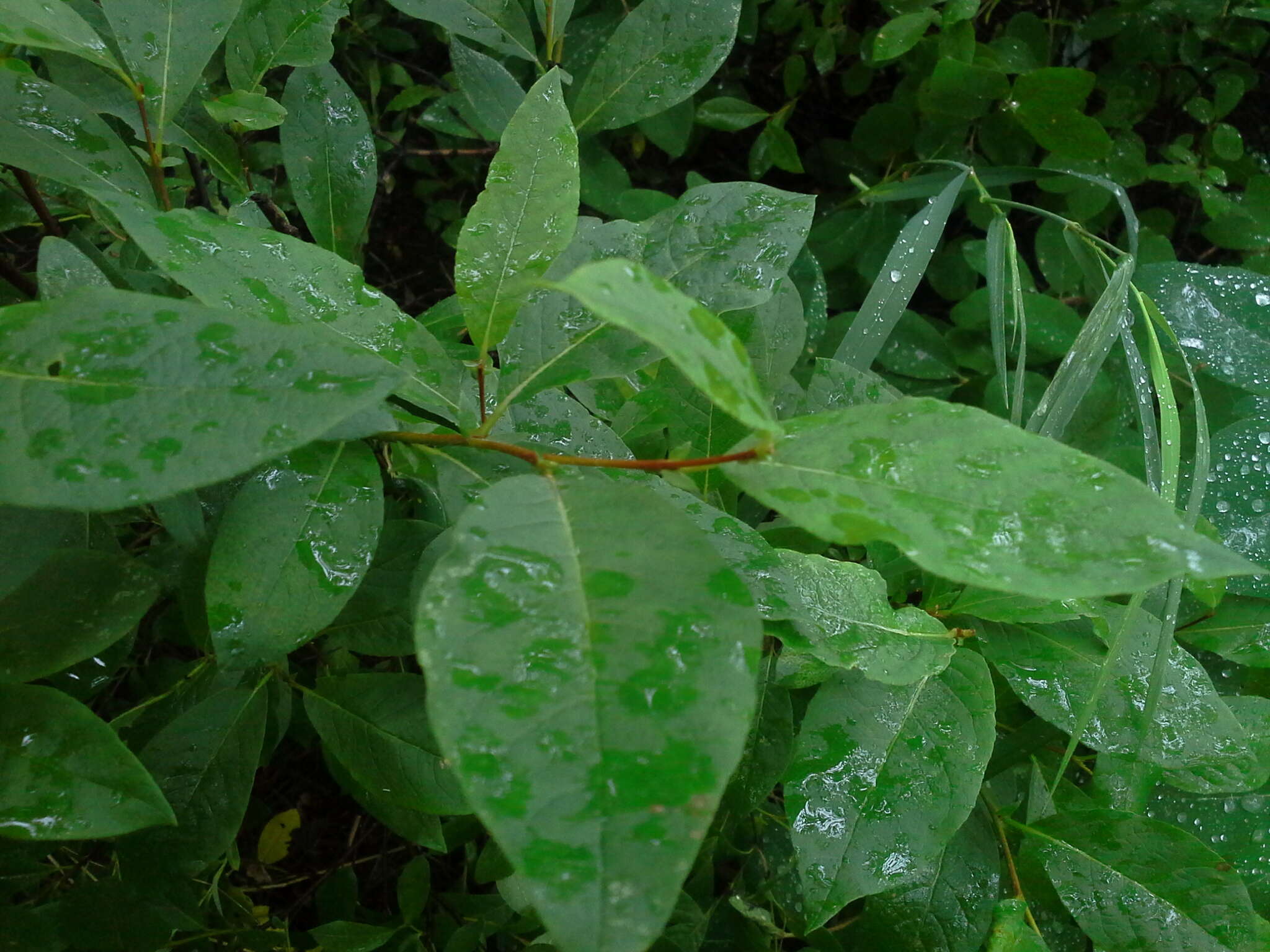 Image of halberd willow