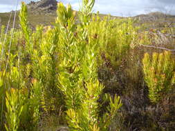 Image of Leucadendron microcephalum (Gand.) Gand. & Schinz