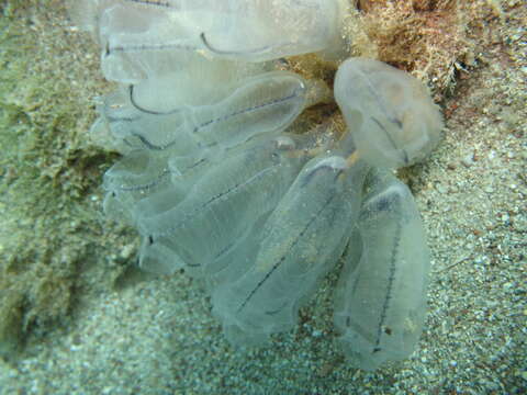 Image of bluestriped light bulb tunicate