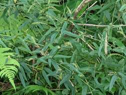 Image of Achyranthes longifolia (Makino) Makino