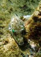 Image of Brown-lined Puffer
