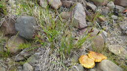 Image of Carex vesicata Meinsh.