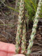 Image of Plantago tomentosa Lam.