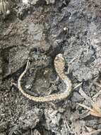 Image of Sacramento Mountain Salamander