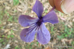 Image of Streptocarpus haygarthii N. E. Brown ex C. B. Clarke