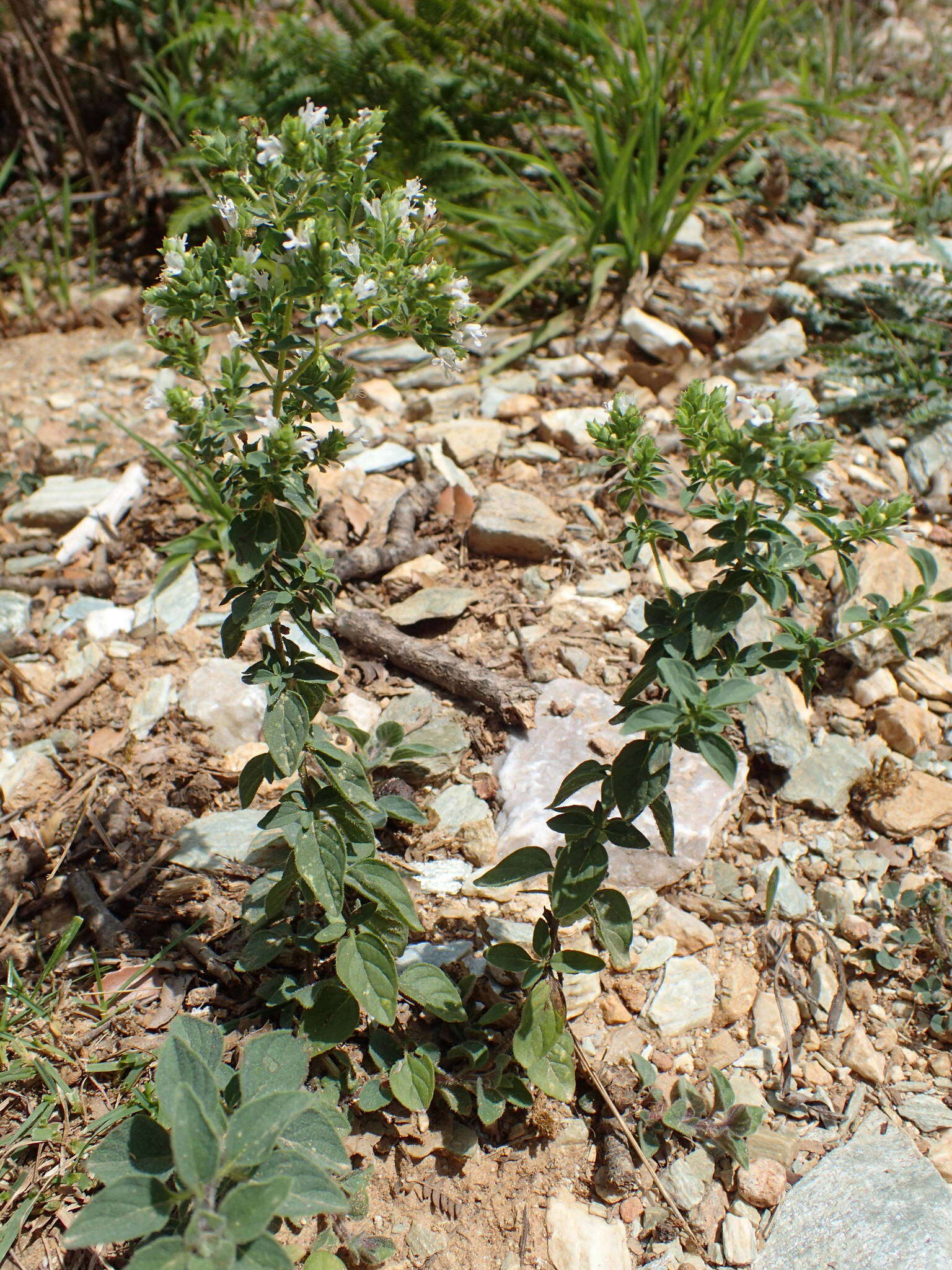 Imagem de Origanum vulgare subsp. viridulum (Martrin-Donos) Nyman